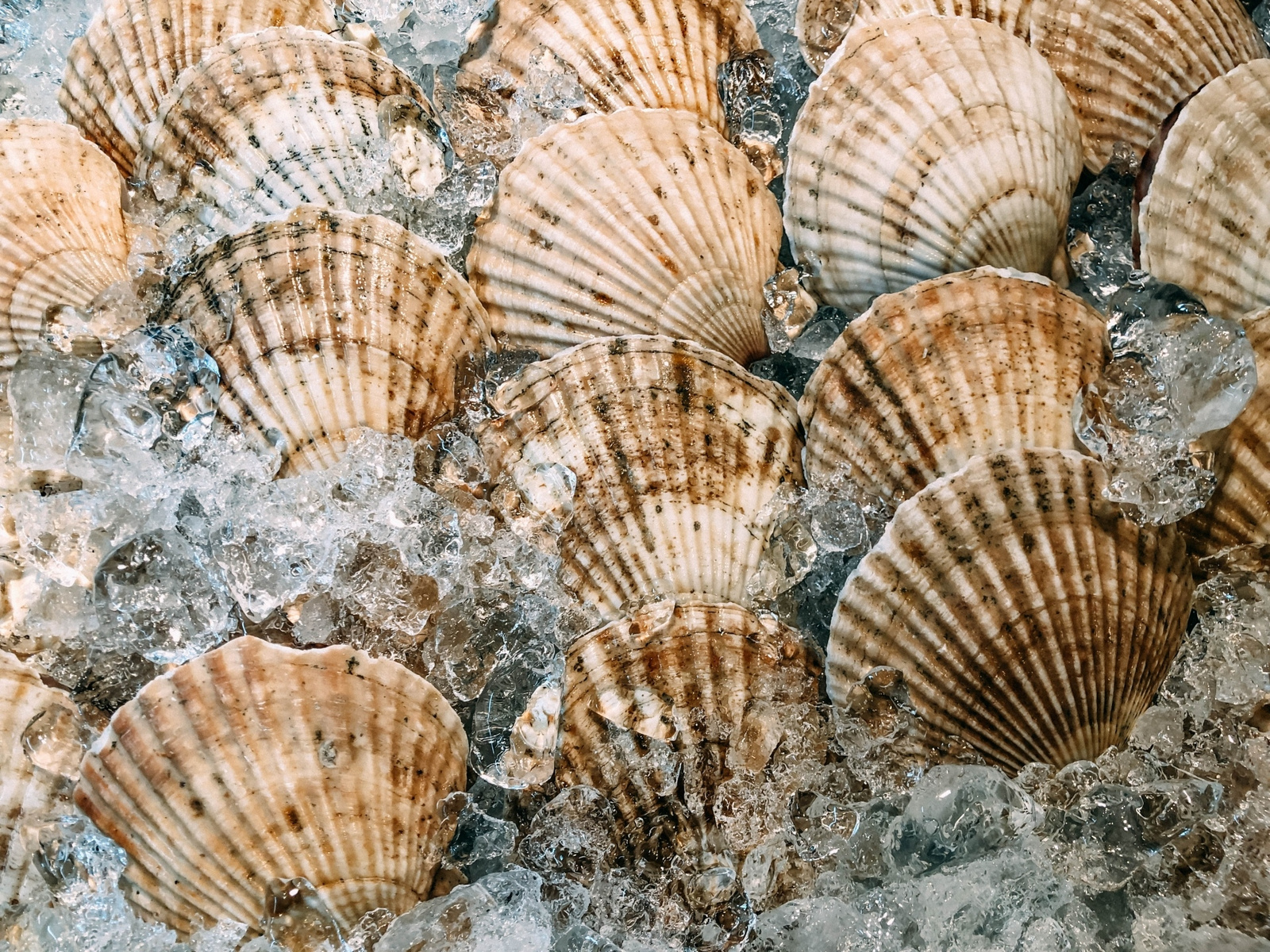 干貝 Scallop