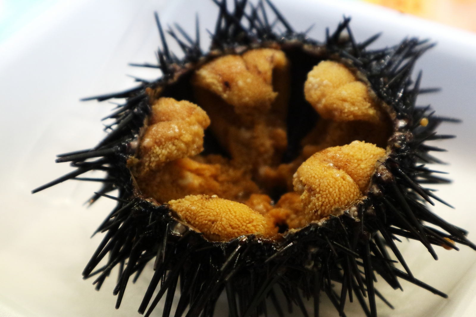 海膽 Sea Urchin