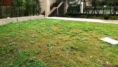 改造前中庭天然草皮養護不易現況