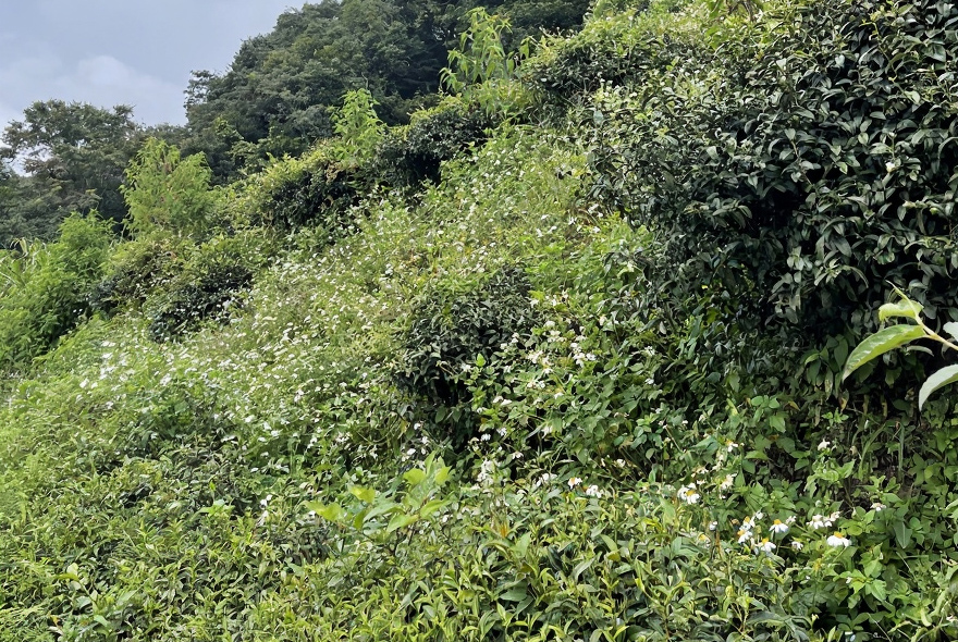 野放茶園