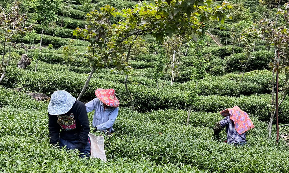 摘採茶葉圖片