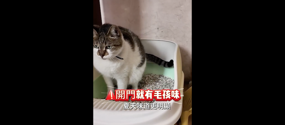 夏天一到，毛孩味是不是變得更明顯了？