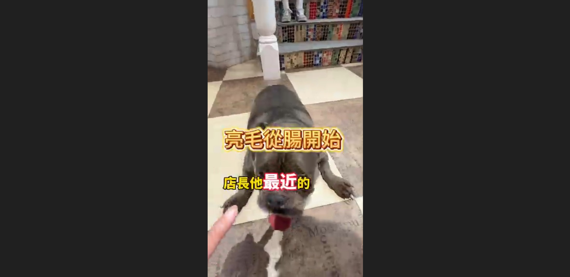 亮毛從腸開始