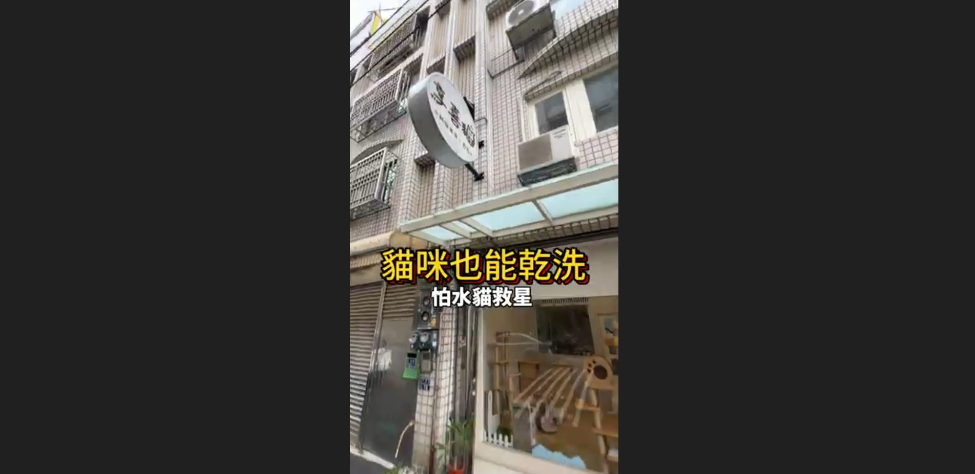 貓咪也能乾洗