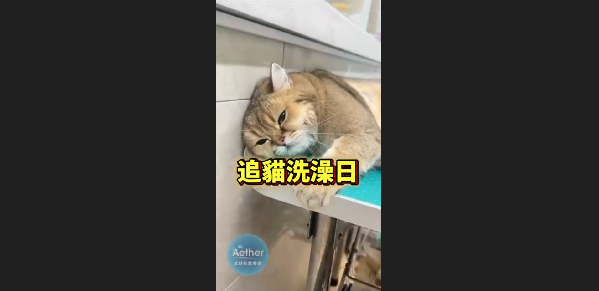 追貓洗澡日