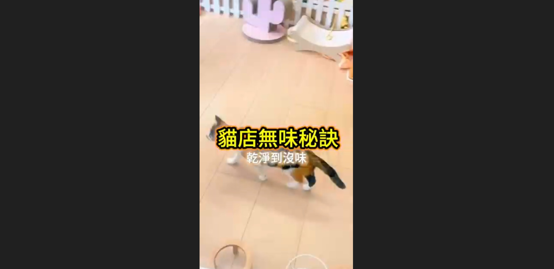 貓空間無味秘密