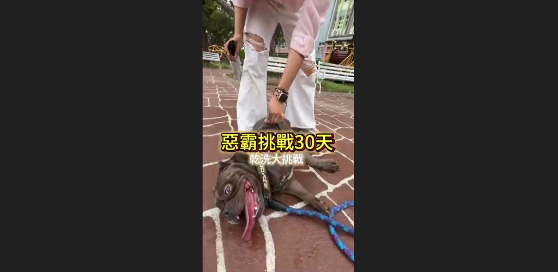 惡霸犬挑戰30天不洗澡！