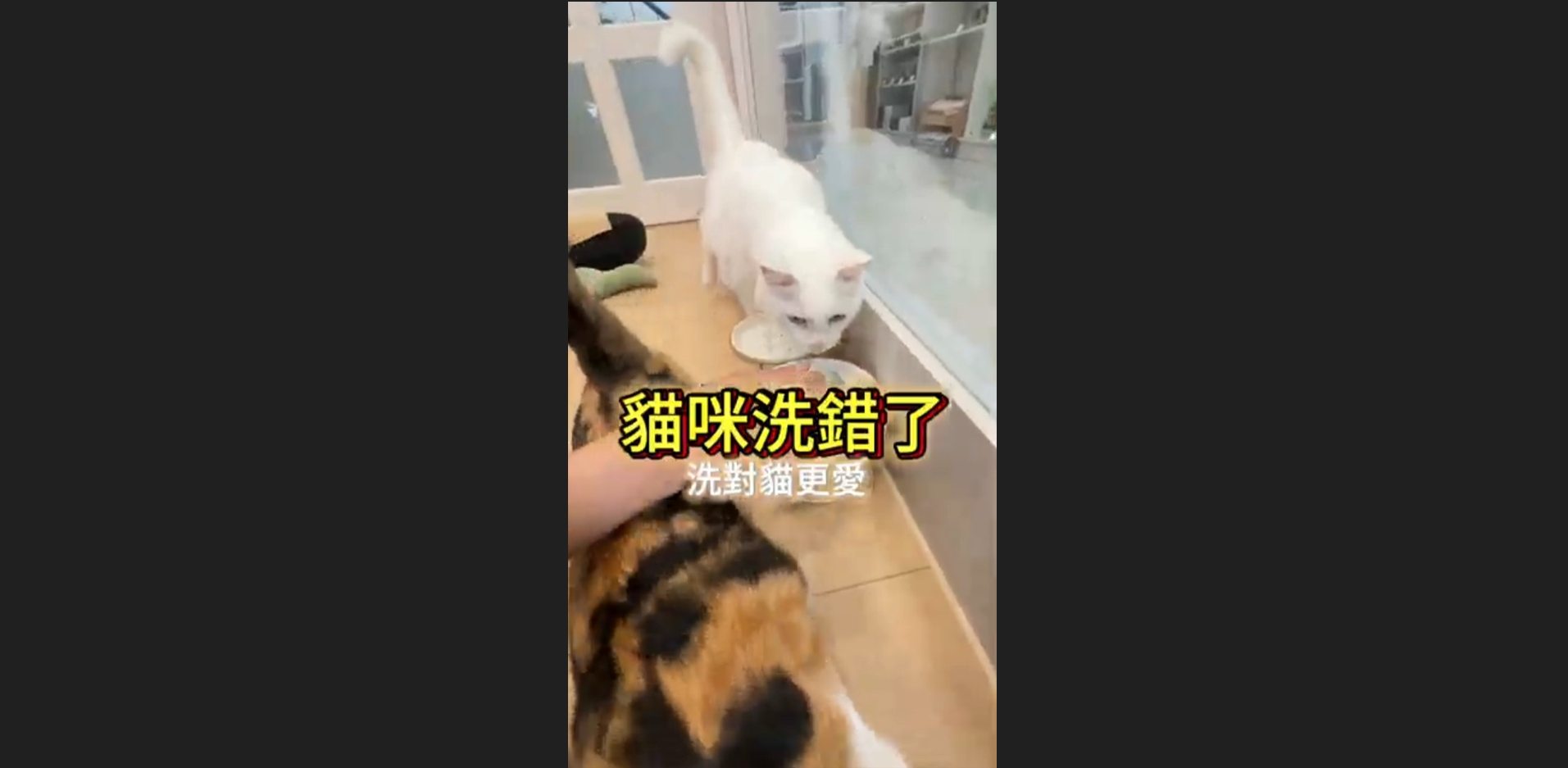 貓咪洗錯了嗎?