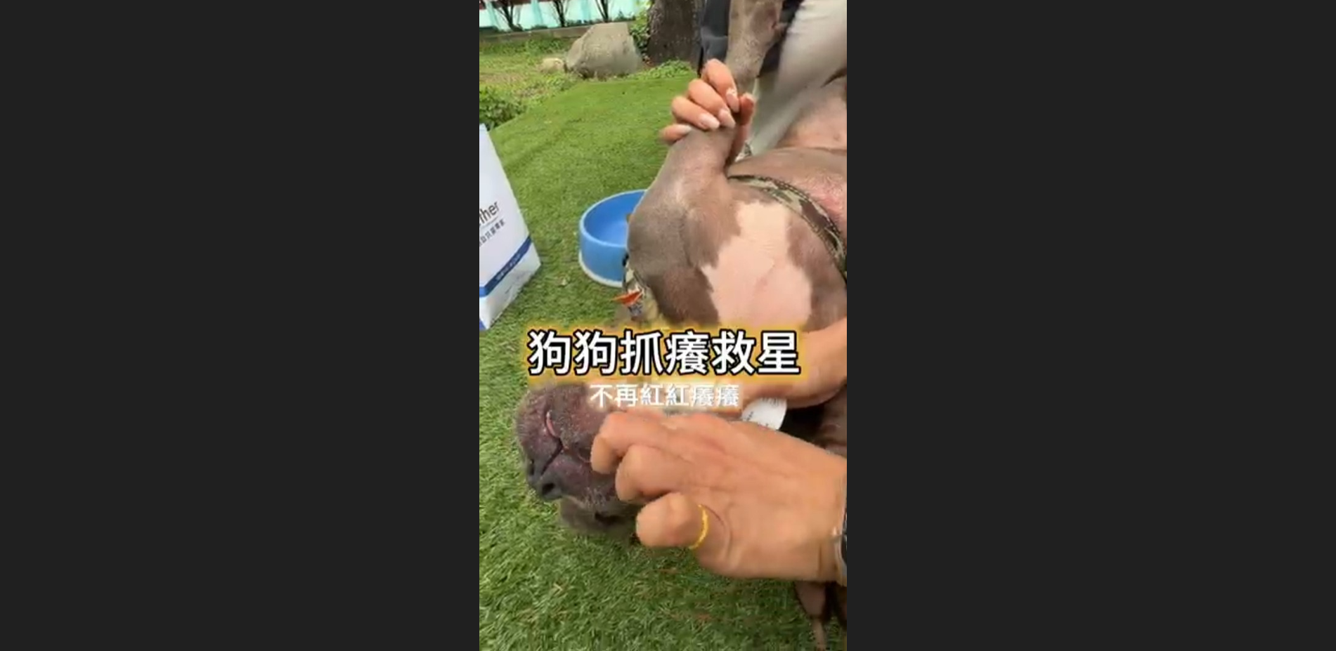 狗狗抓癢救星