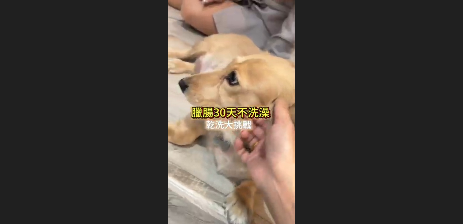 臘腸狗30天不洗澡！