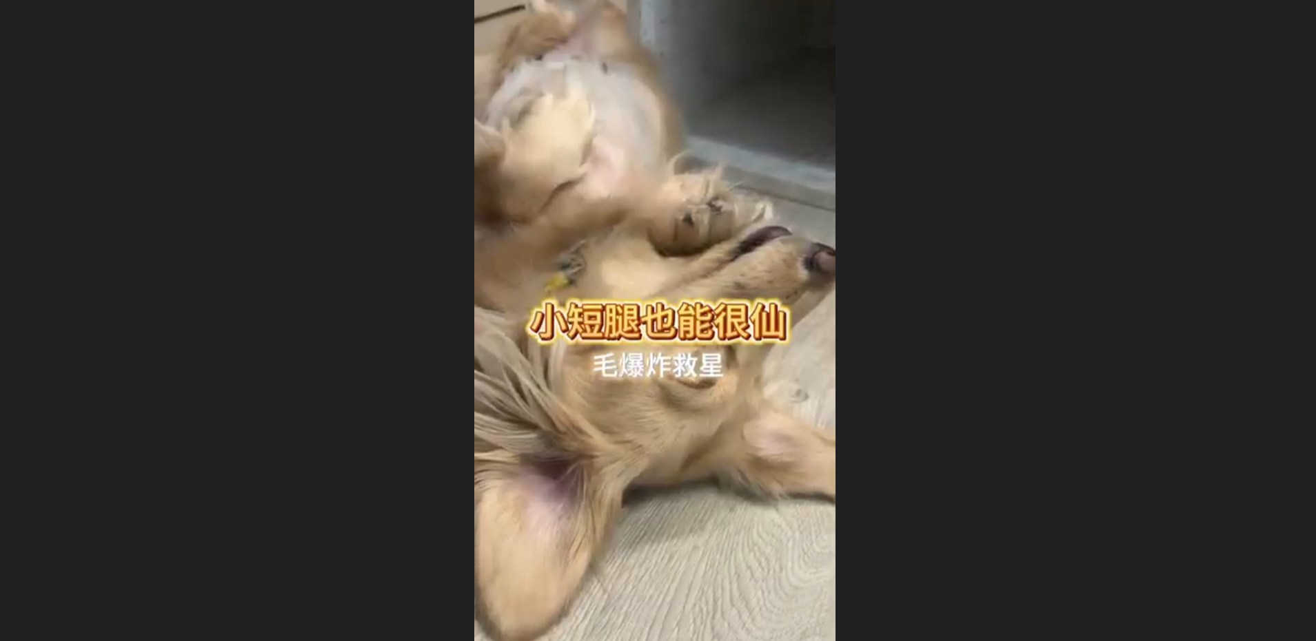 長毛寶貝這樣照顧