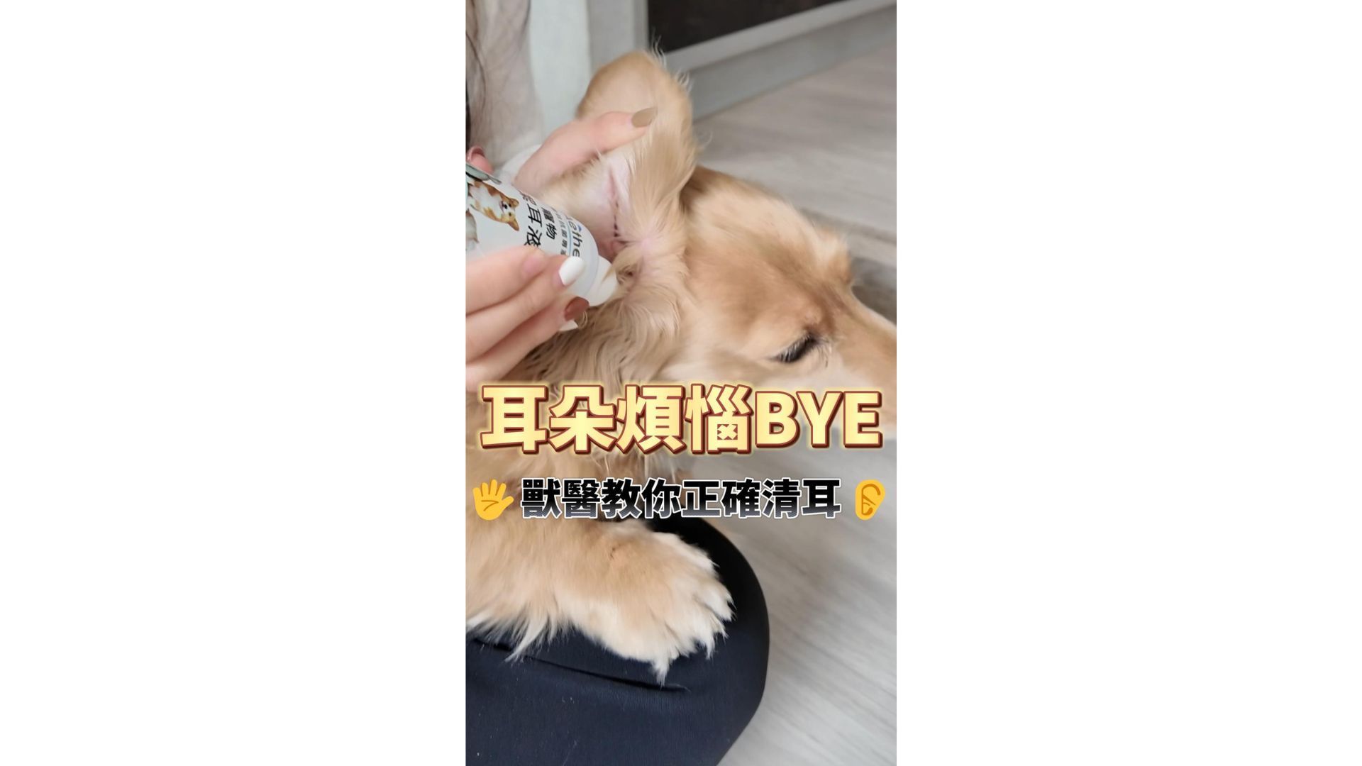 狗狗一直甩頭、一直抓耳朵