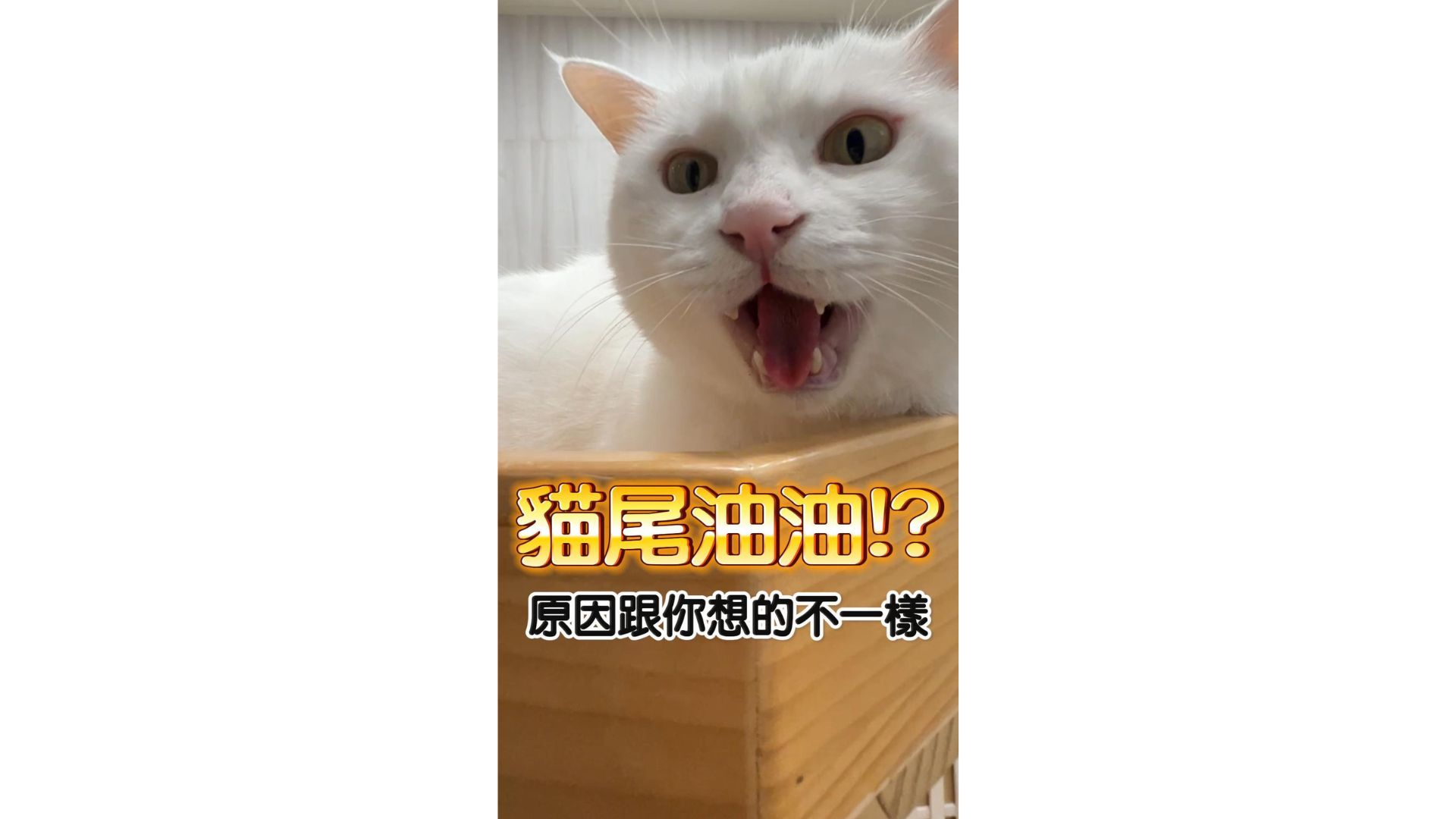 什麼是公貓馬尾病