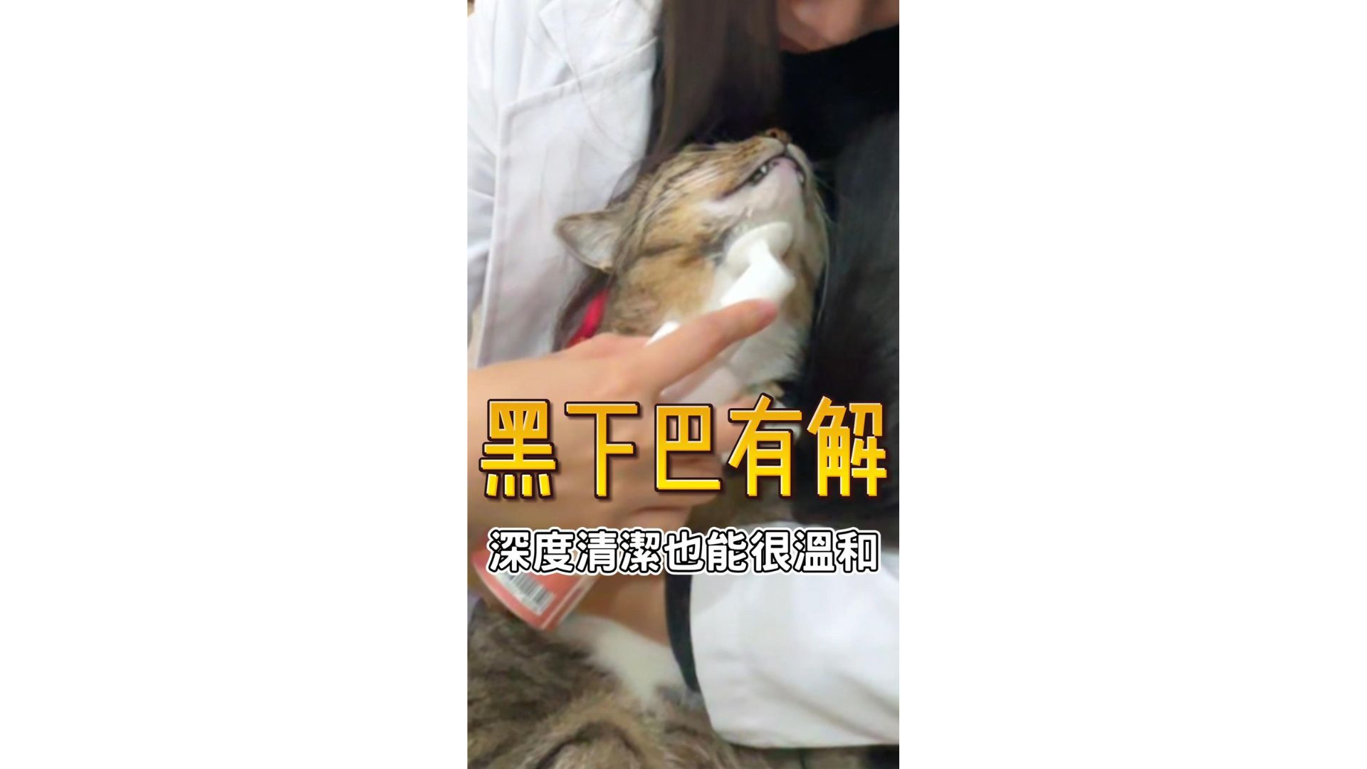 貓咪黑下巴這樣解決！
