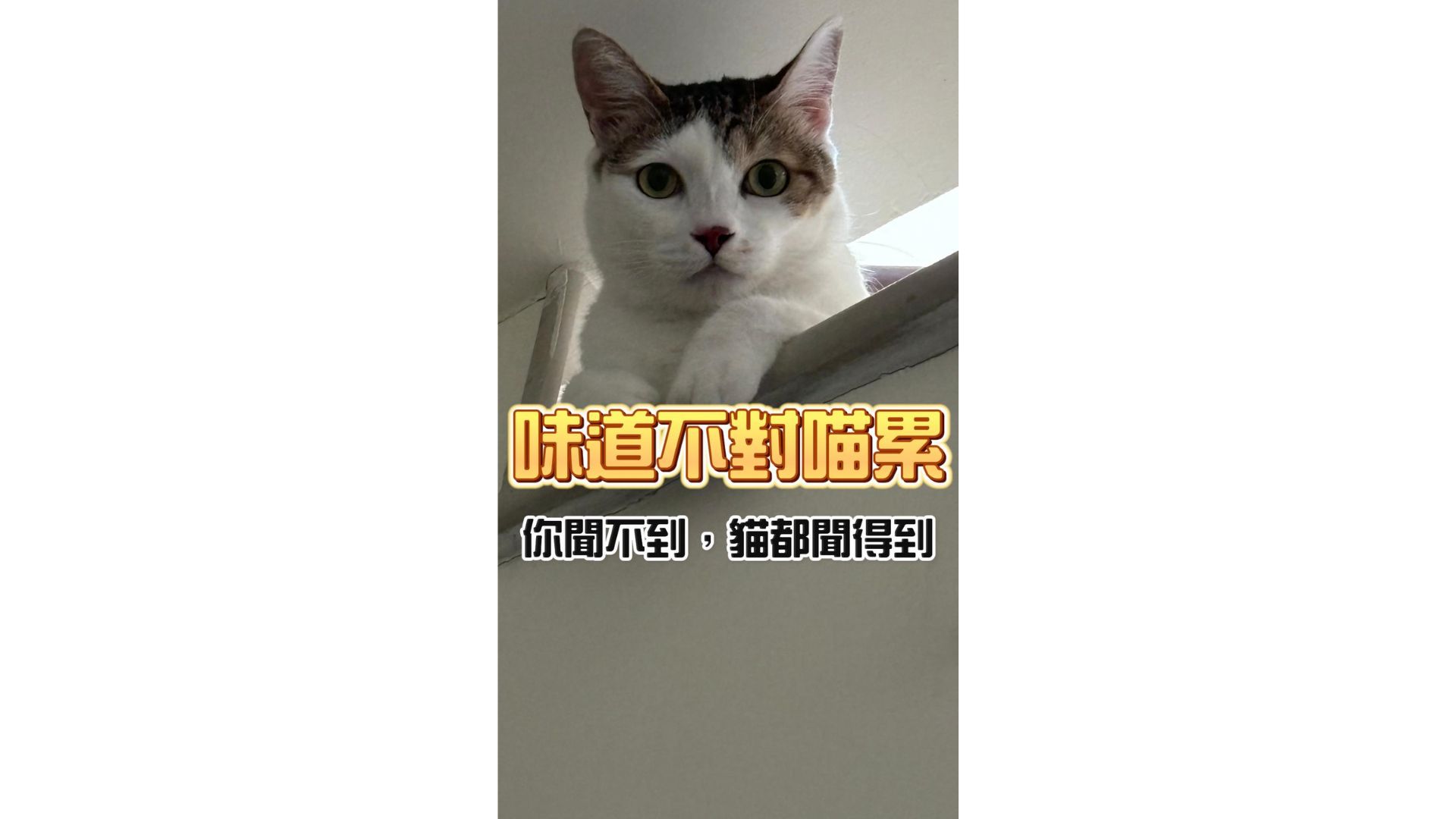 味道不對喵會累