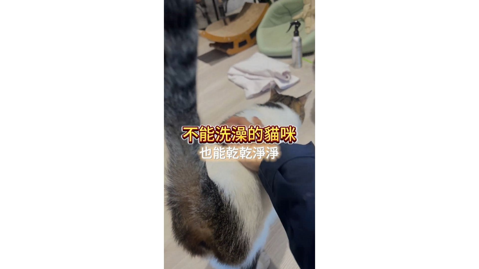 不能洗澡的貓咪