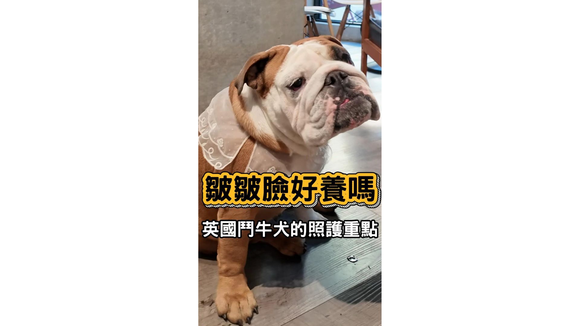 英鬥皺皺臉怎麼顧