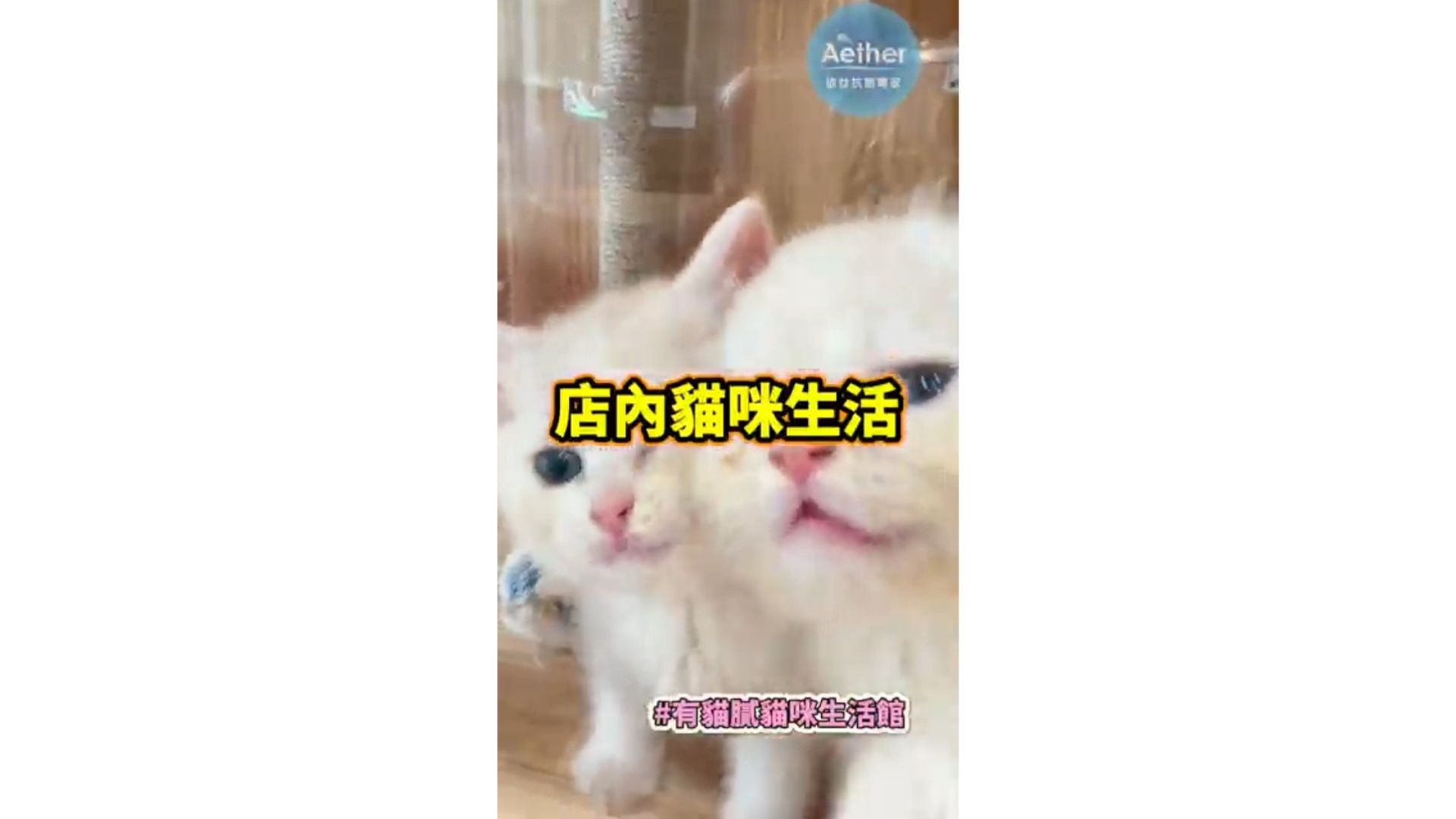有貓膩的安心生活