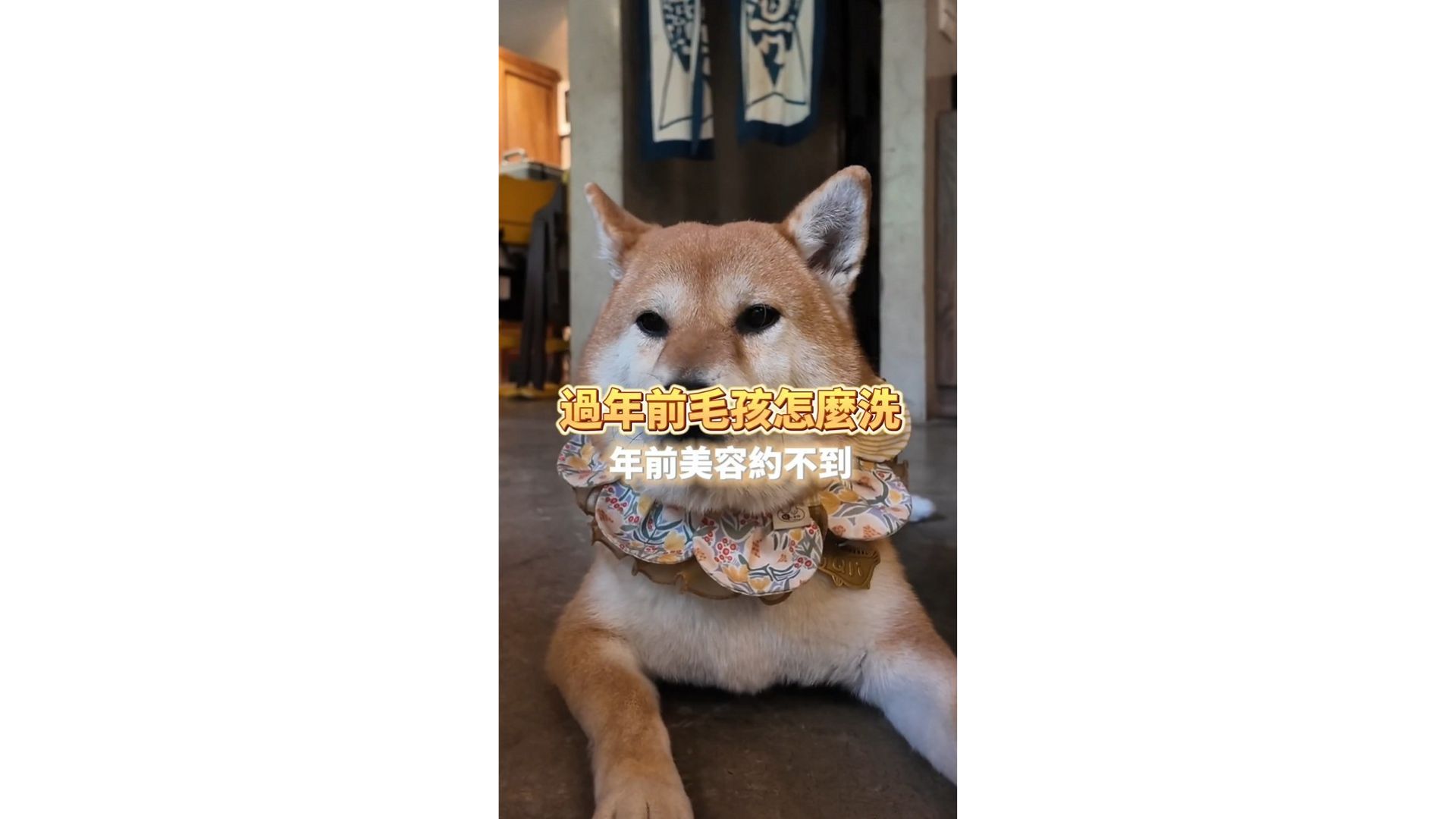 過年前毛孩怎麼洗