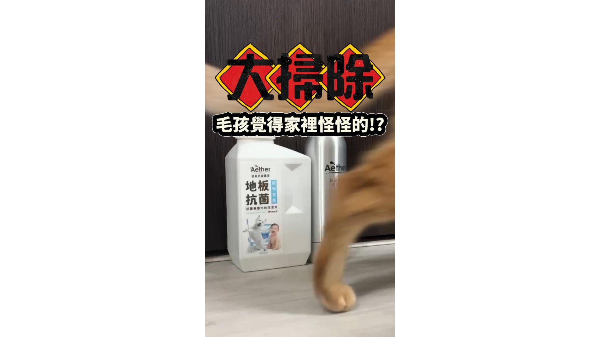 毛孩家庭大掃除