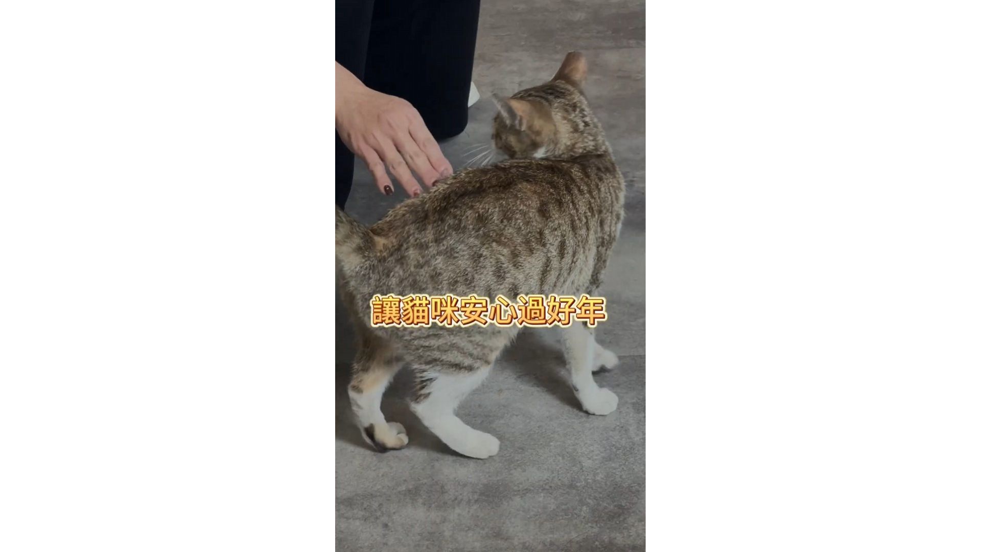 讓貓咪安心過年