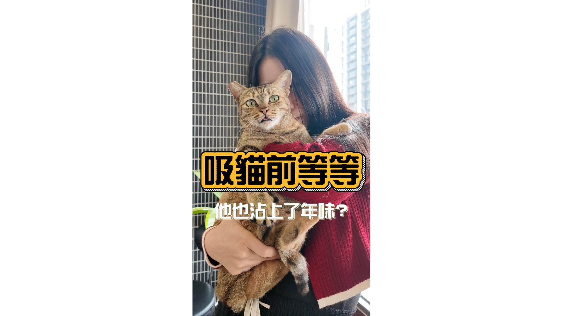 在吸貓之前
