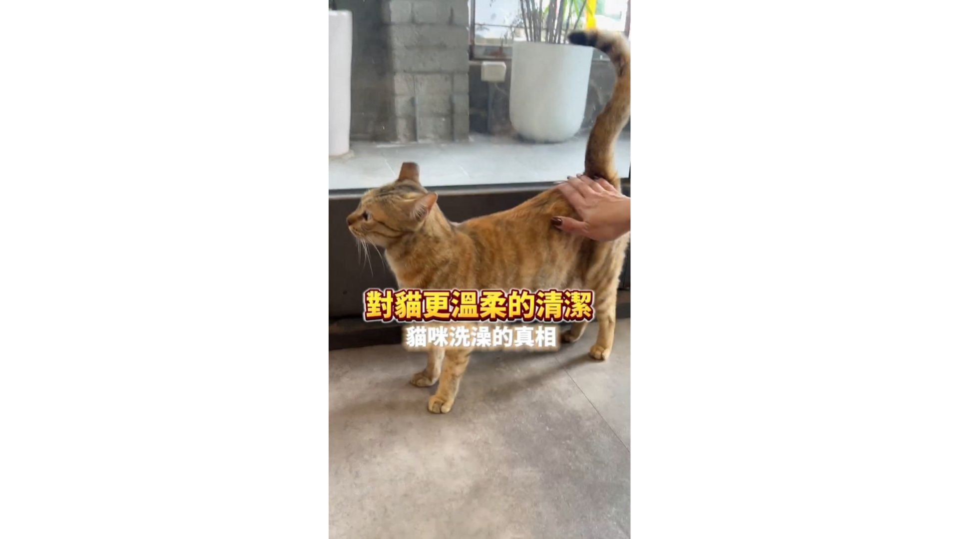 對貓更溫柔的清潔