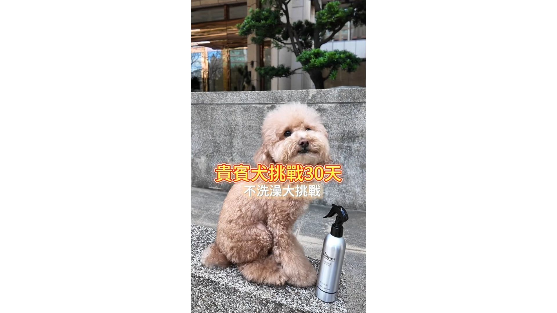貴賓犬30天不洗澡!?