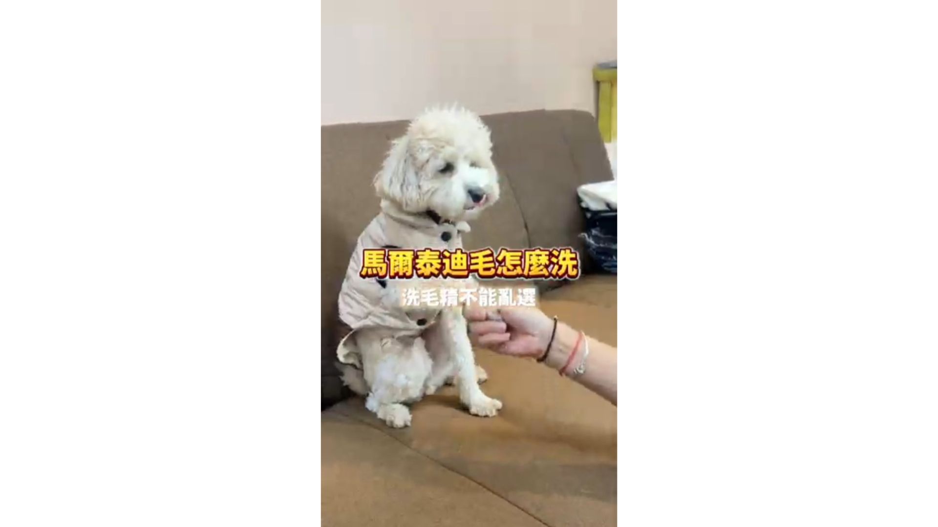 洗毛精選對了嗎