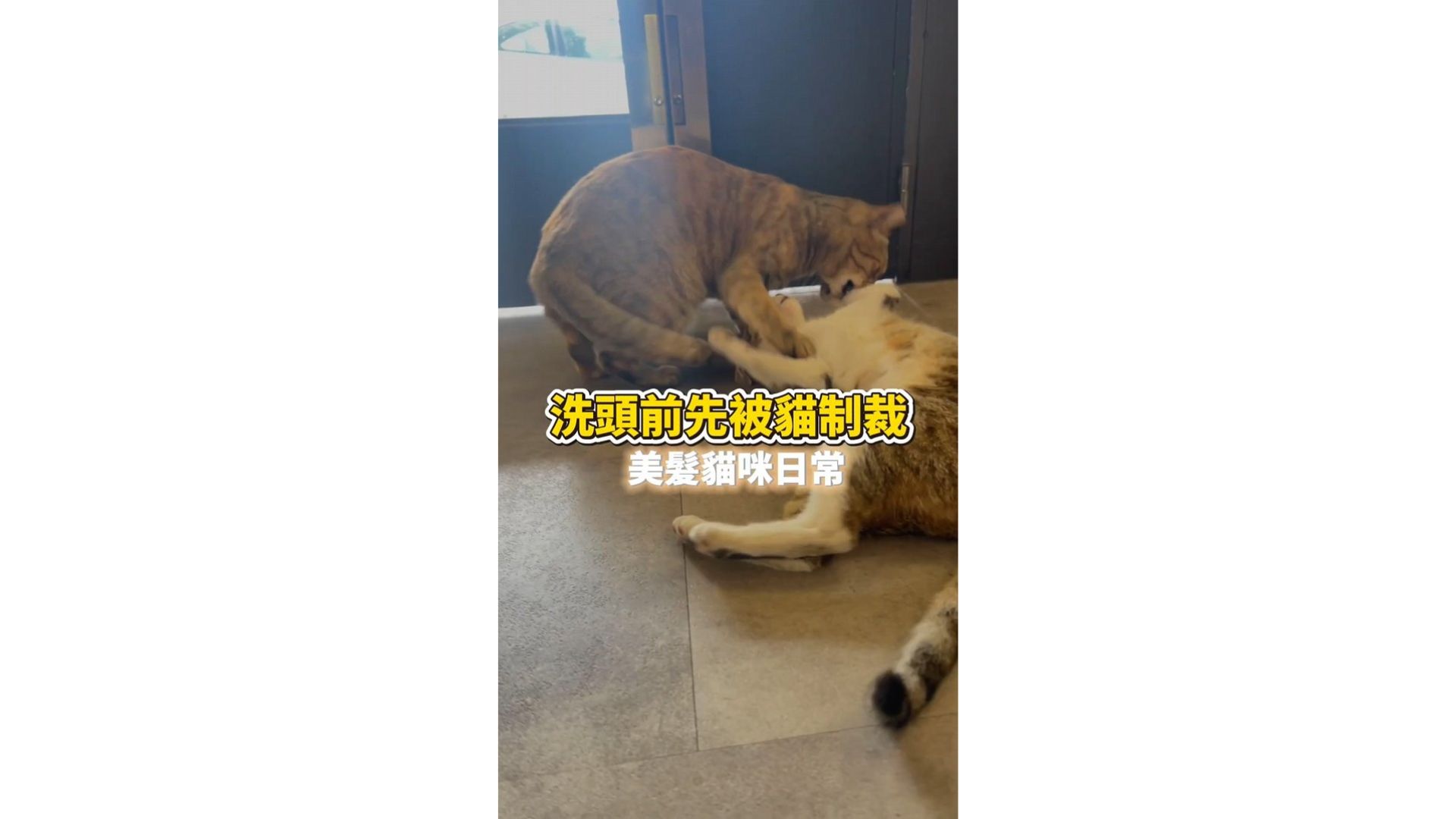 洗頭前先被貓制裁