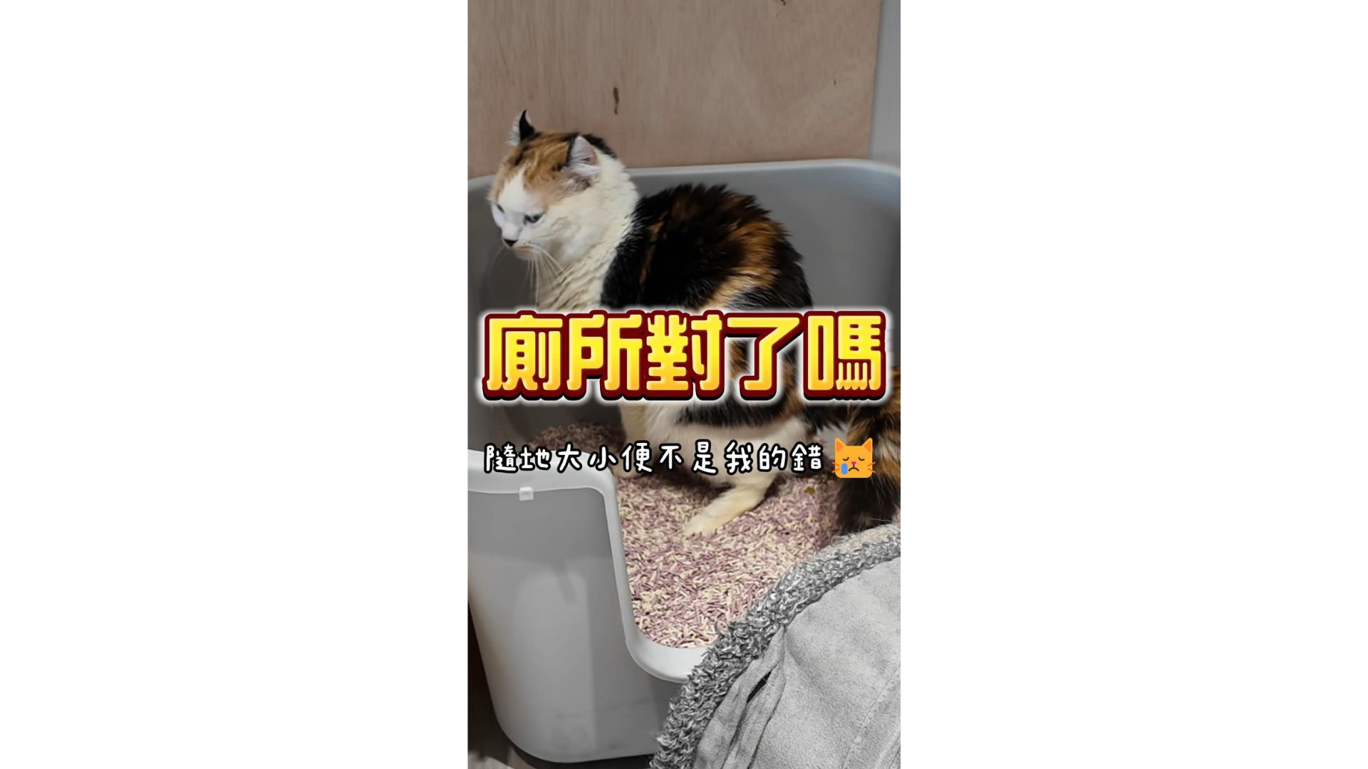 貓咪廁所對了嗎