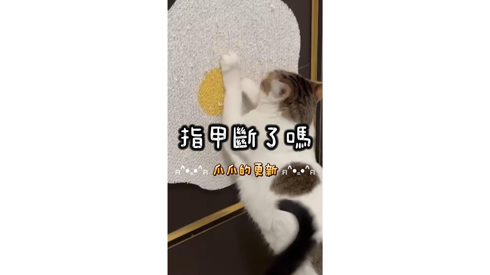 呵護主子的指甲
