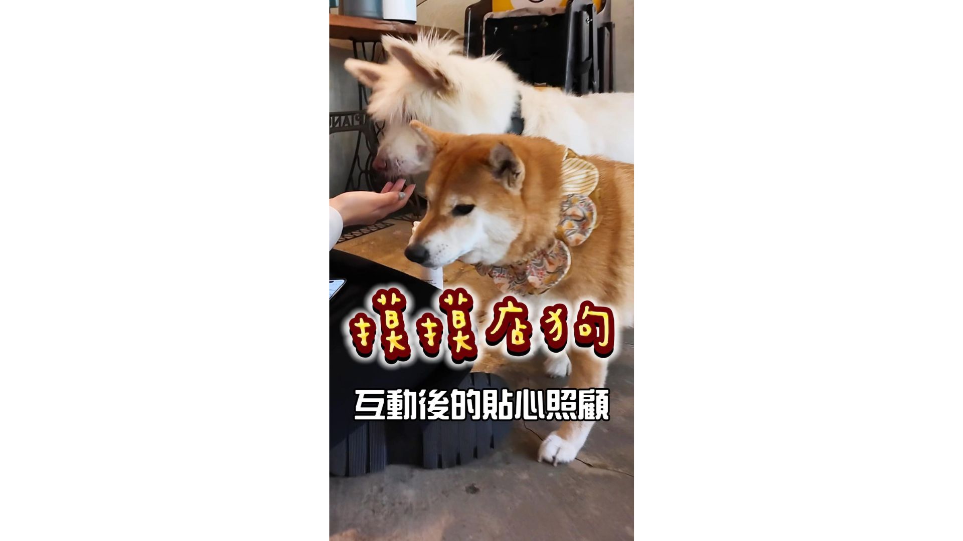 與店狗互動之後