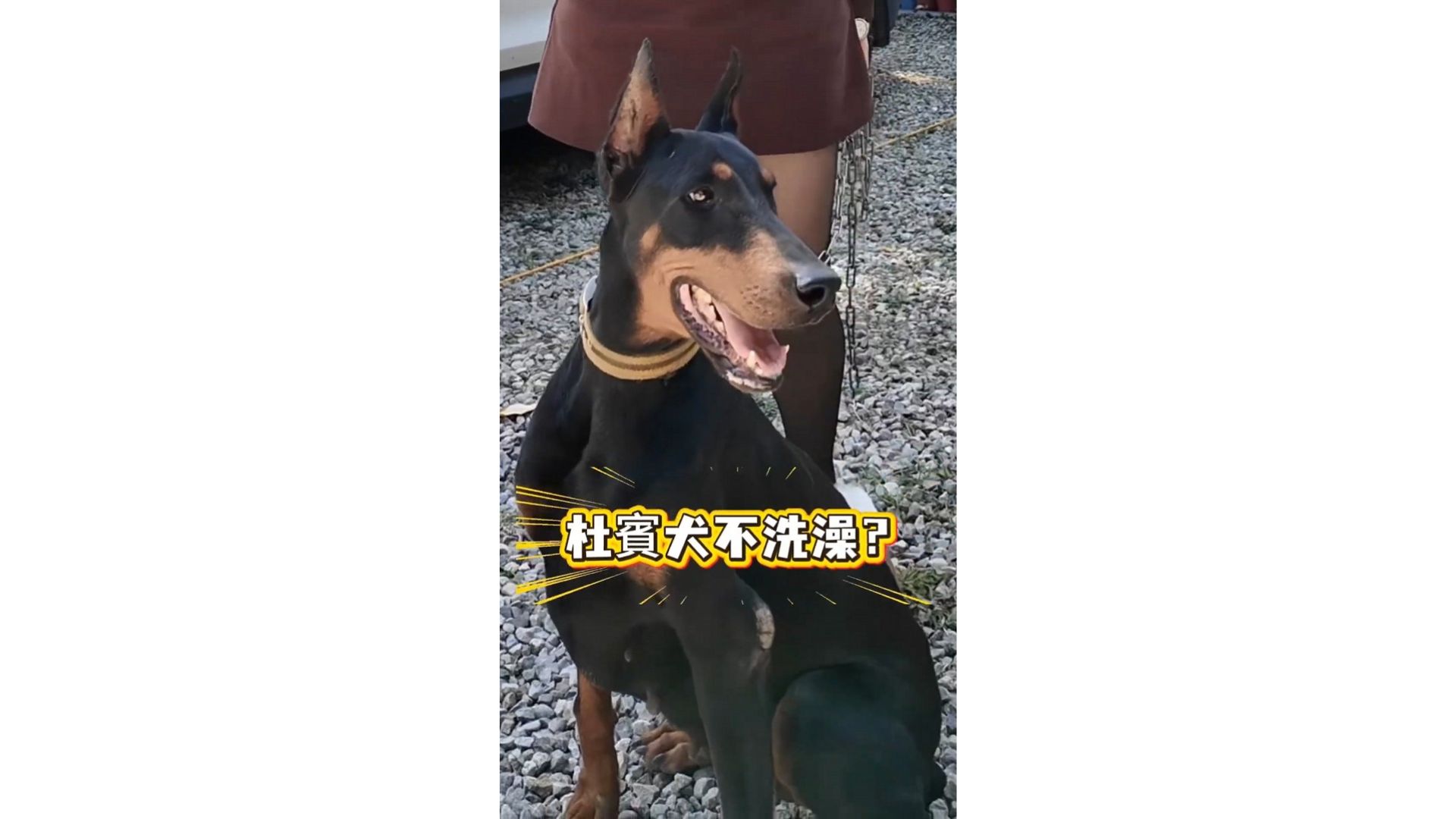 杜賓犬真的需要常洗澡嗎？