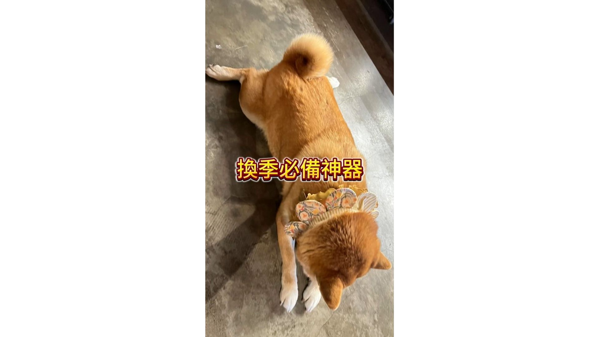 柴犬換季防護必備