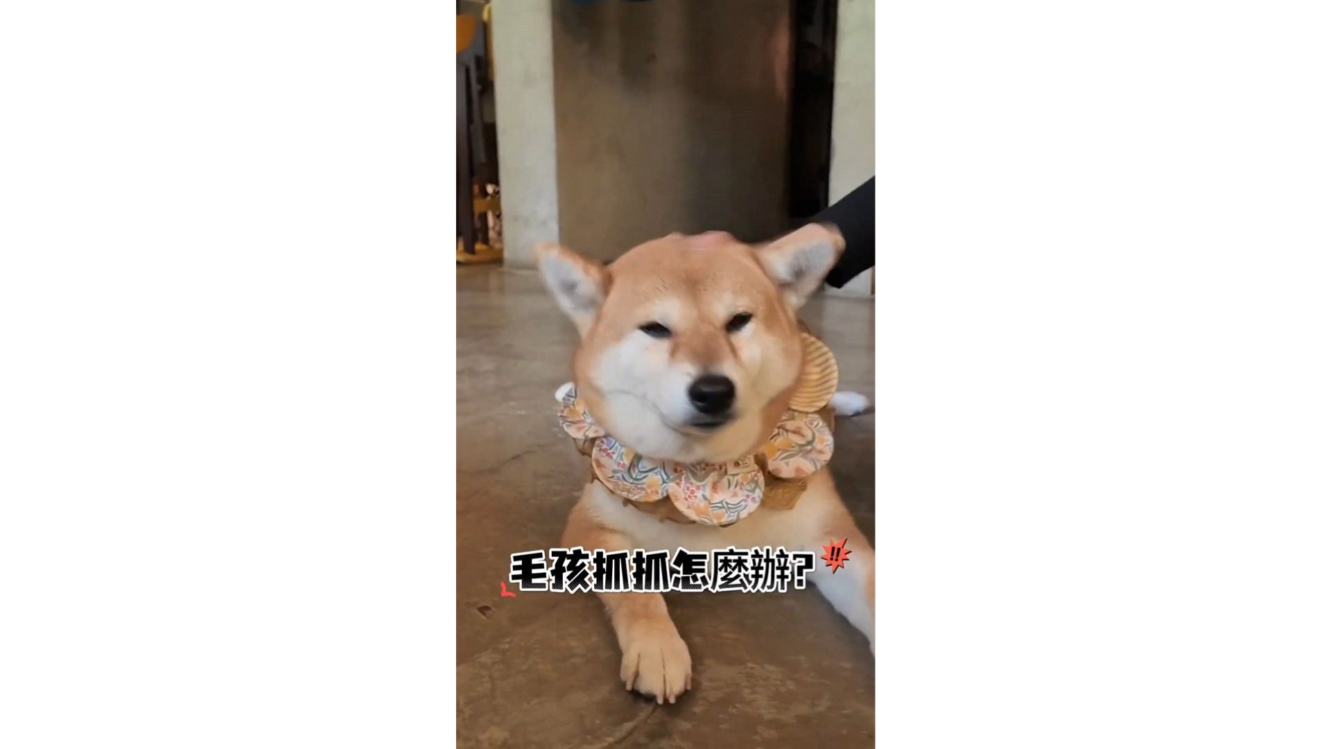 毛孩抓抓怎麼辦