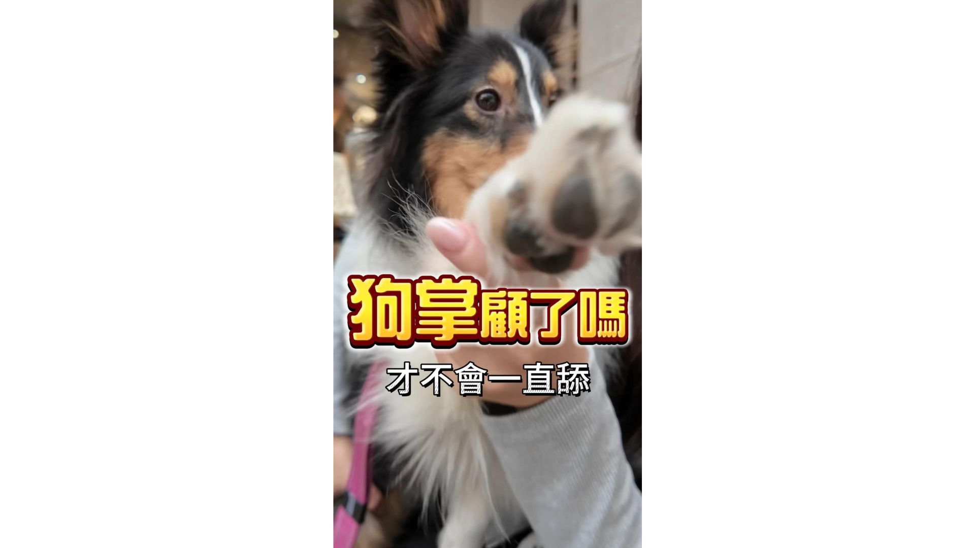 狗狗腳掌顧了嗎