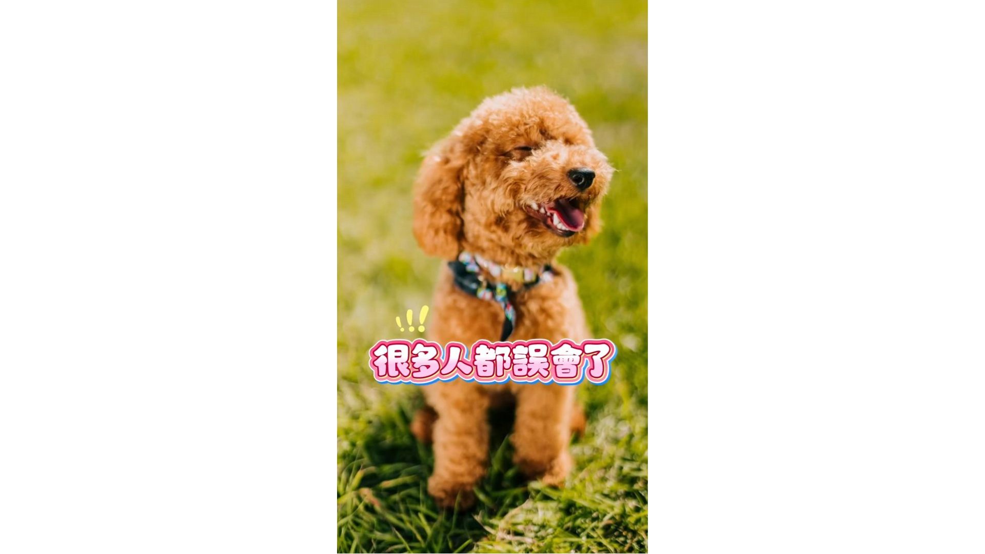 狗狗臭味真相揭密