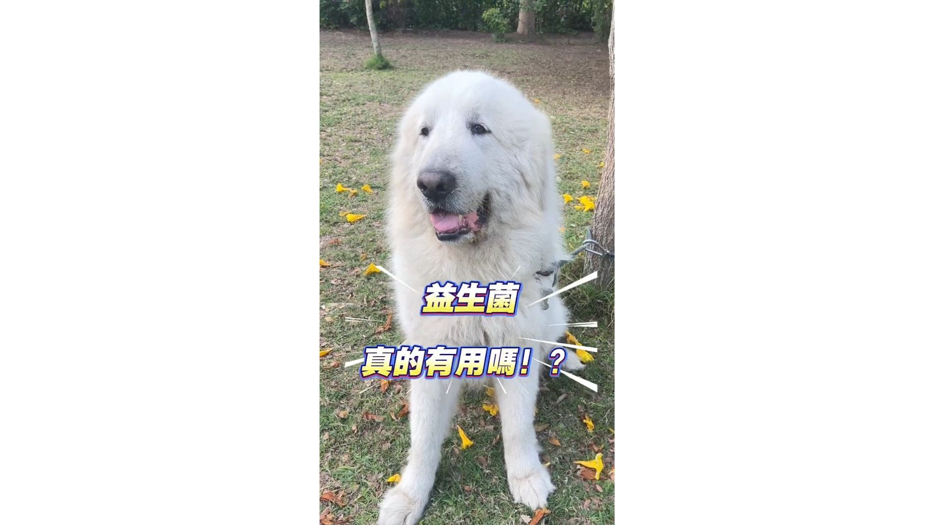 益生菌到底是不是智商稅？