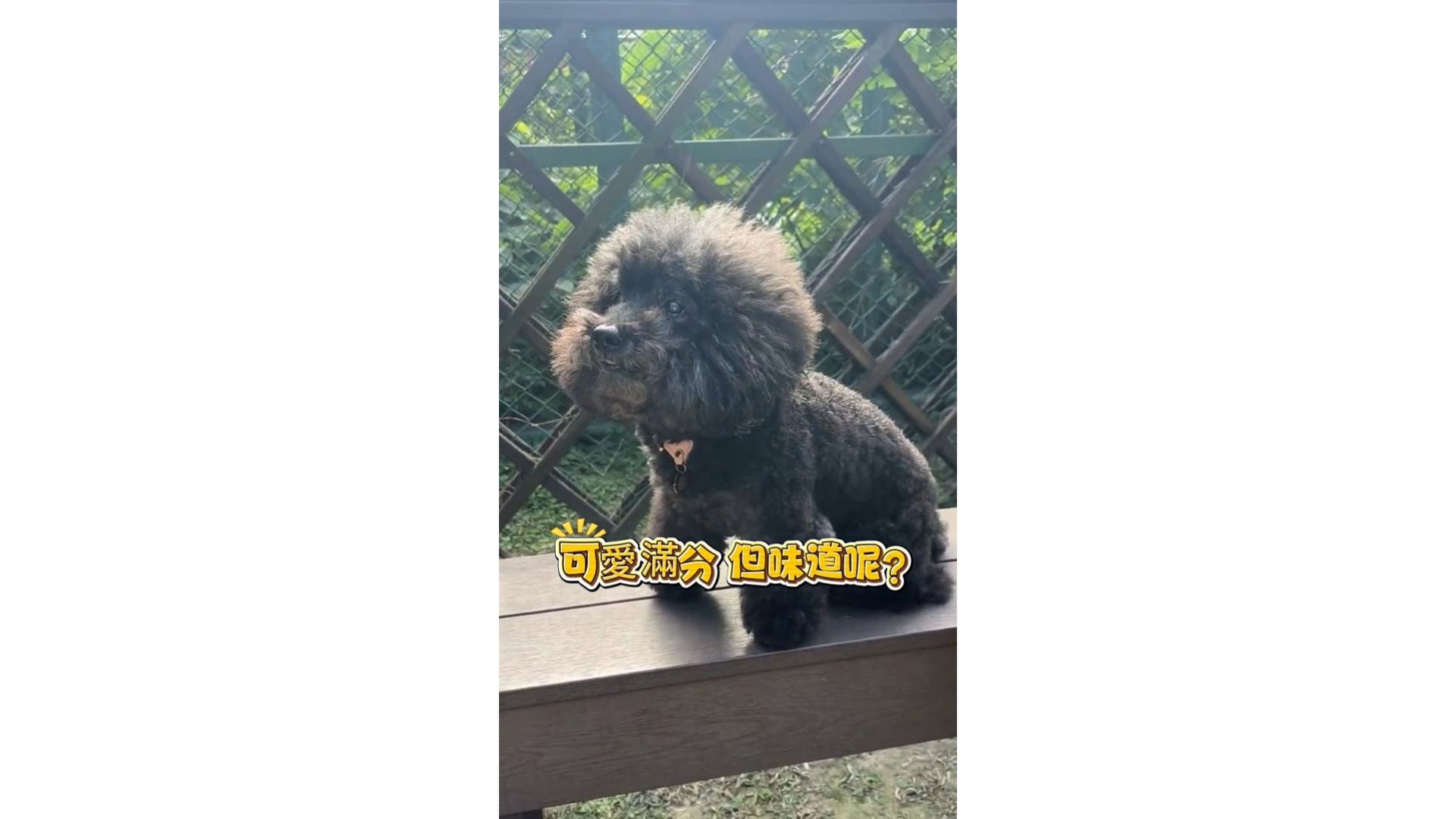 狗狗有臭味？這樣解決