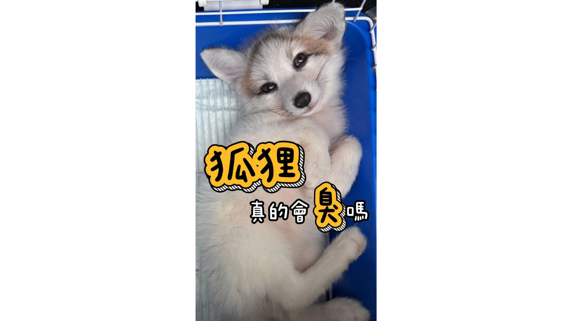 狐狸真的會臭嗎