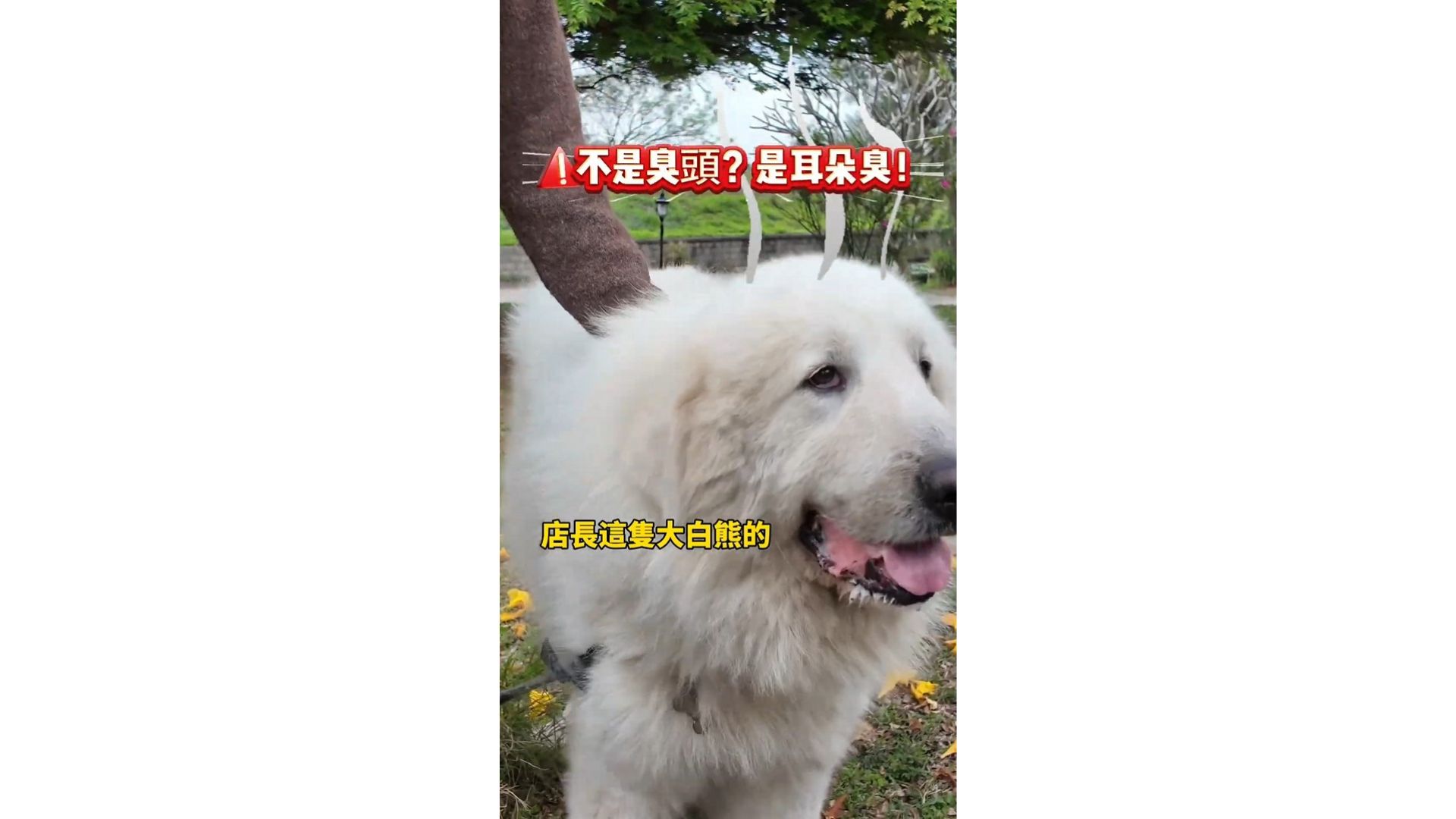 幫毛孩做個耳朵SPA