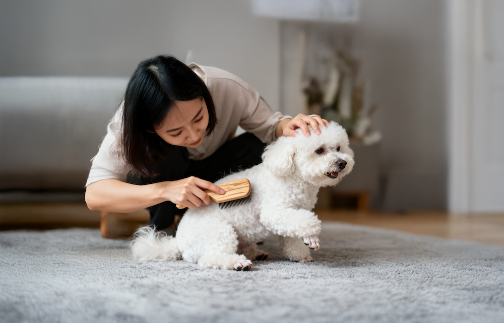 寵物為什麼會有皮屑？示意圖