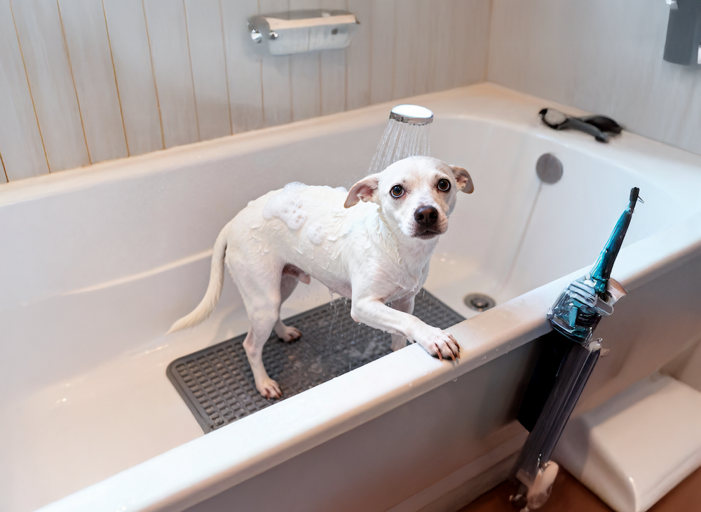 毛孩多久洗一次澡？示意圖