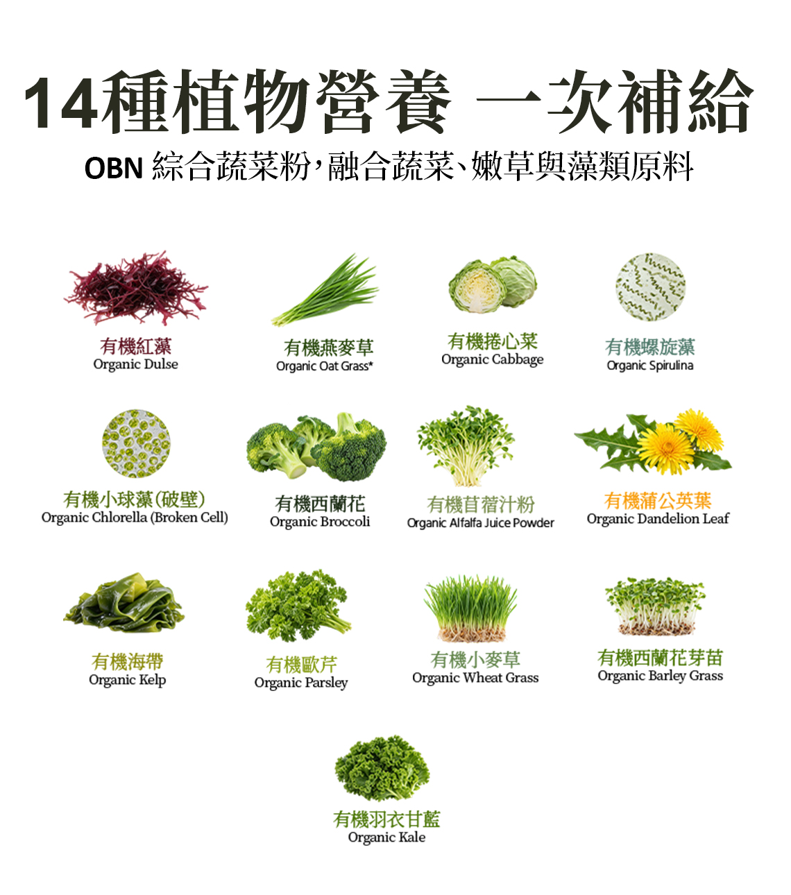 樂康森醫腰子草主視覺 4